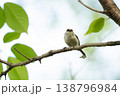 枝にとまるエナガ 138796984