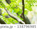 新緑の木に止まるコゲラ 138796985