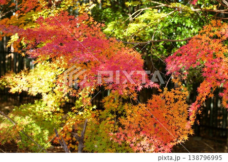 鮮やか　色づく　カエデの葉 138796995