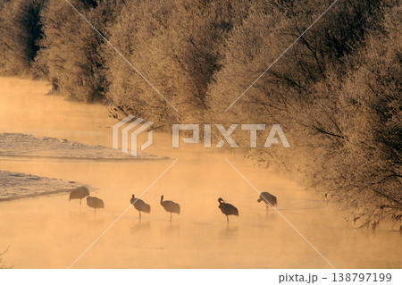 朝陽のねぐらで休むタンチョウ（北海道・鶴居村） 138797199
