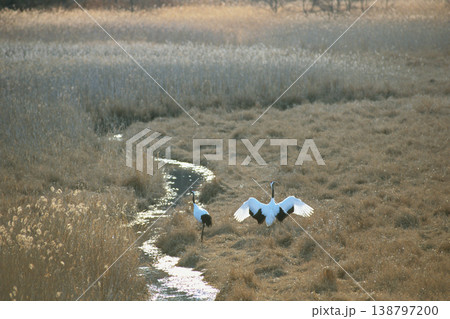 釧路湿原とタンチョウ（北海道・標茶町） 138797200