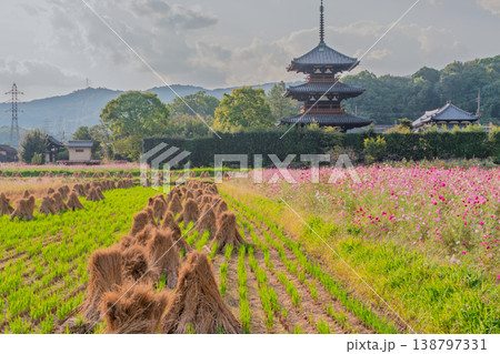 斑鳩の里の秋を代表する法起寺のコスモスを撮影 138797331