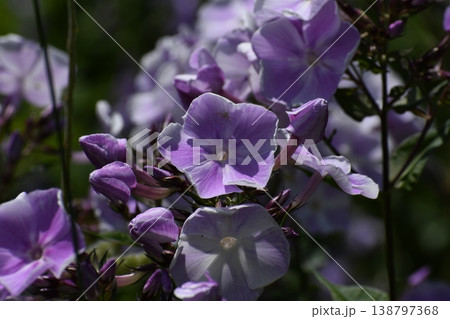紫色の花を咲かせた植物のアップで撮影した写真 紫色の花を咲かせた植物のアップで撮影した写真 138797368