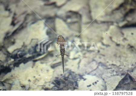 エゾサンショウウオの幼体（北海道・鹿追町） 138797528