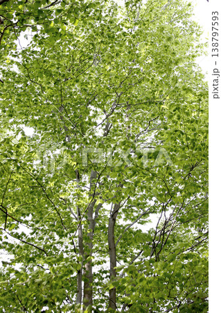 新緑に満ちた雑木林(Deciduous Woodland)の風景 東北 新緑に満ちた雑木林(Deciduous Woodland)の風景 東北 138797593