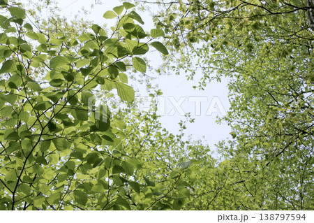 光り輝く雑木林(Deciduous Woodland)の新緑 東北 光り輝く雑木林(Deciduous Woodland)の新緑 東北 138797594