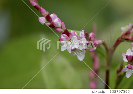 藍染めの原料アイ(Persicaria tinctoria)の花 東北 藍染めの原料アイ(Persicaria tinctoria)の花 東北 138797596