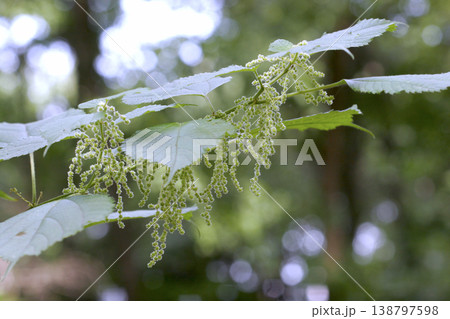 繊維の原料カラムシ(Boehmeria nivea)の花 東北 繊維の原料カラムシ(Boehmeria nivea)の花 東北 138797598