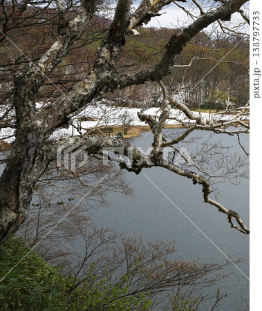八幡平 新緑 秋田県 八幡平 新緑 秋田県 138797733