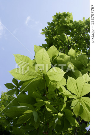青空に映えるトチノキ(Aesculus turbinata)の新緑 東北 青空に映えるトチノキ(Aesculus turbinata)の新緑 東北 138797767