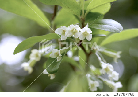可憐に咲くアキグミ(Elaeagnus umbellata)の花 東北 可憐に咲くアキグミ(Elaeagnus umbellata)の花 東北 138797769