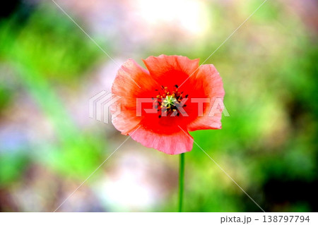 ケシ科の赤い花 ケシ科の赤い花 138797794