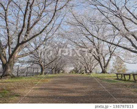 心躍る春の並木道、光溢れる桜のトンネル 138797813