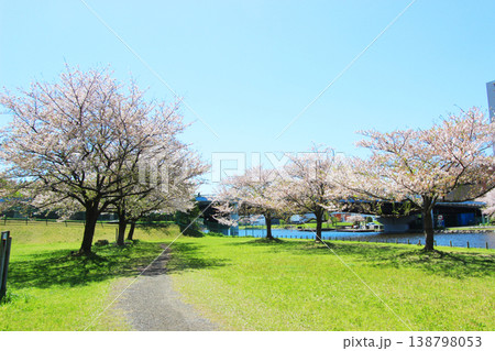 大島小松川公園の桜 138798053