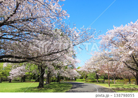 大島小松川公園の桜 138798055