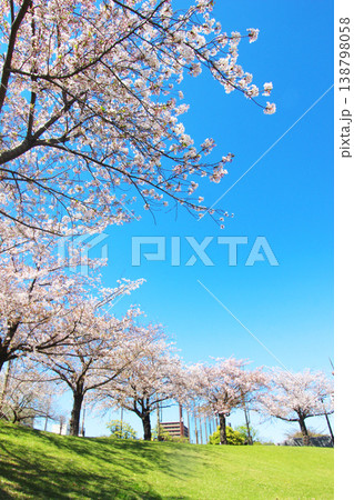 大島小松川公園の桜 138798058