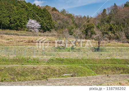 春の棚田風景　滋賀県大津市仰木 138798202