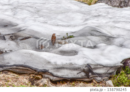 夏の立山　残雪 138798245
