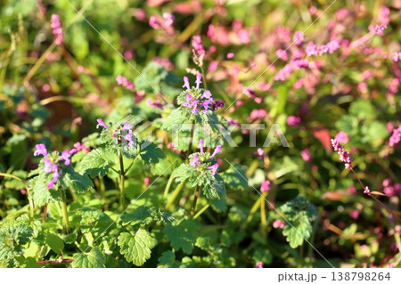 秋に咲く　ホトケノザの花 138798264
