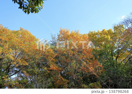 秋の公園　爽やか　黄葉　広葉樹 138798268
