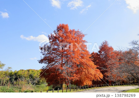 秋の公園 鮮やか 紅葉 ラクウショウの木 秋の公園 鮮やか 紅葉 ラクウショウの木 138798269