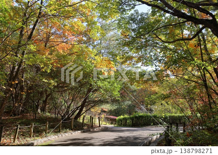 秋の公園　爽やか　黄葉　雑木林 138798271
