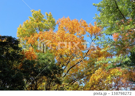 秋の公園　爽やか　黄葉　雑木林 138798272