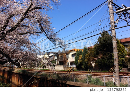 春の武蔵関駅付近の桜並木を通過する西武新宿線の上り電車（1） 138798283
