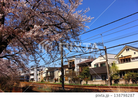 春の武蔵関駅付近の桜並木を通過する西武新宿線の上り電車（5） 138798287