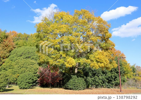 秋の公園　爽やか　黄葉　雑木林 138798292
