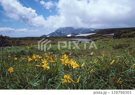 ゼンテイカの群落とトムラウシ山(北海道・大雪山) ゼンテイカの群落とトムラウシ山(北海道・大雪山) 138798301