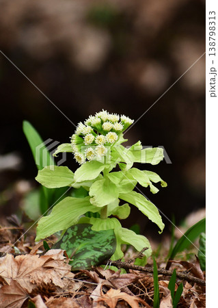 野に咲くフキノトウの花 野に咲くフキノトウの花 138798313