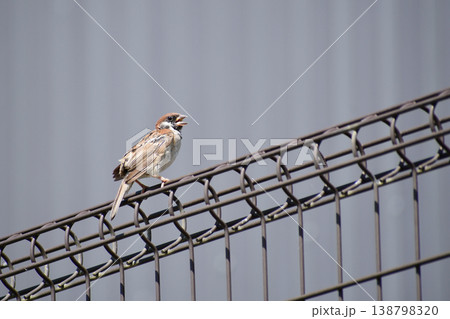 フェンスに止まって鳴くスズメの幼鳥 フェンスに止まって鳴くスズメの幼鳥 138798320