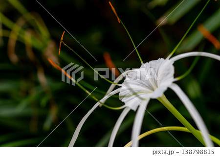 Macro closeup of white spider lily flower with long petals and orange stamens on dark green background elegant tropical plant with delicate texture and natural light Macro closeup of white spider lily flower with long petals and orange stamens on dark green background elegant tropical plant with delicate texture and natural light 138798815