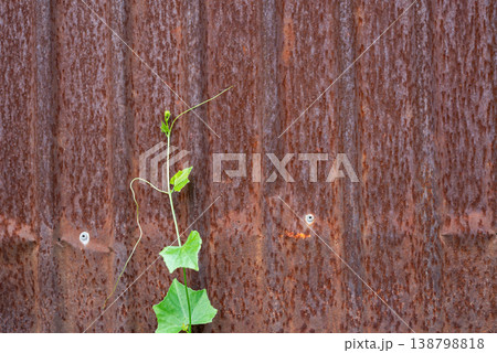 Young green vine climbing on rusty metal wall strong contrast between nature and decay symbol of growth resilience and survival with textured industrial background Young green vine climbing on rusty metal wall strong contrast between nature and decay symbol of growth resilience and survival with textured industrial background 138798818