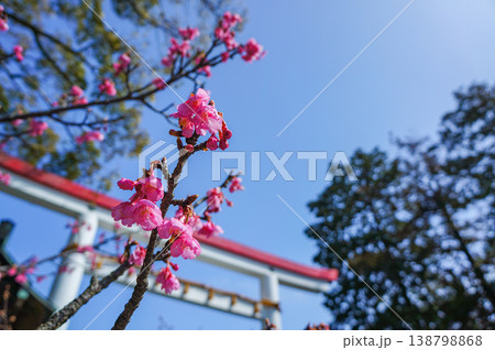 青空に映える鮮やかなピンクの梅の花とぼんやりと背景に浮かぶ神社の鳥居と木々の風景 138798868