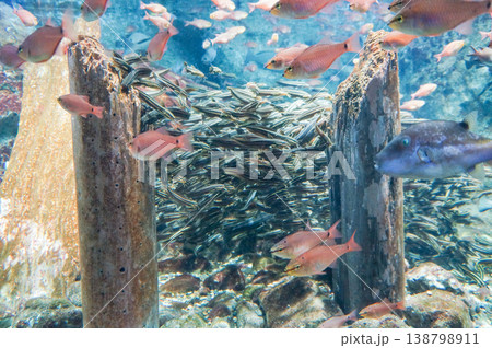 カラフルな魚たちが泳ぐ水族館の水槽 138798911