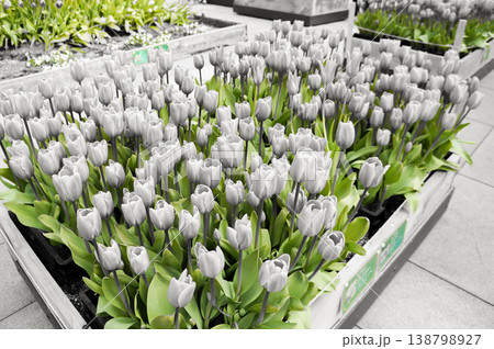 緑の茎が浮かび上がるモノクロの世界 緑の茎が浮かび上がるモノクロの世界 138798927