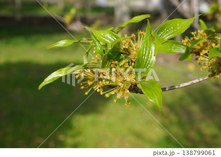 花びらが散った後のサンシュユ・2026年4月 花びらが散った後のサンシュユ・2026年4月 138799061