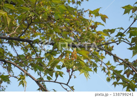 タイワンフウの花・2026年4月 タイワンフウの花・2026年4月 138799241