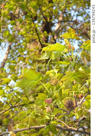 タイワンフウの花・2026年4月 タイワンフウの花・2026年4月 138799243