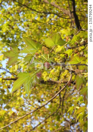 タイワンフウの花・2026年4月 タイワンフウの花・2026年4月 138799244