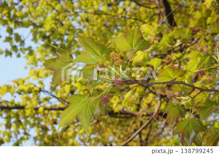 タイワンフウの花・2026年4月 タイワンフウの花・2026年4月 138799245