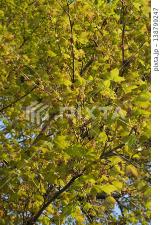 タイワンフウの花・2026年4月 タイワンフウの花・2026年4月 138799247