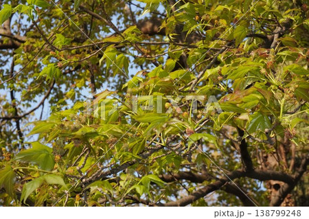 タイワンフウの花・2026年4月 タイワンフウの花・2026年4月 138799248