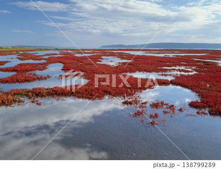 アッケシソウの紅葉(北海道・網走市) アッケシソウの紅葉(北海道・網走市) 138799289