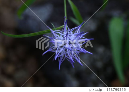 アルプス山脈の高山の岩場に自生する青紫色の花の球状の花序が綺麗なタマシャジン 138799336