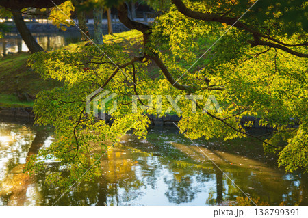 Nara, Japan - Sep 26 2024, panoramic view of the foliage of trees hanging over the water and reflected in it, at daytime with rays of sun, without people, Nara, Japan Nara, Japan - Sep 26 2024, panoramic view of the foliage of trees hanging over the water and reflected in it, at daytime with rays of sun, without people, Nara, Japan 138799391