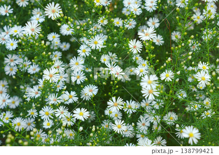 Sakata, Yamagata, Japan - Oct 5 2024, Close-up view of a blooming herbaceous aster with white petals growing along the road, at daytime, Sakata, Japan Sakata, Yamagata, Japan - Oct 5 2024, Close-up view of a blooming herbaceous aster with white petals growing along the road, at daytime, Sakata, Japan 138799421