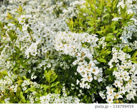 満開のユキヤナギの花 満開のユキヤナギの花 138799459